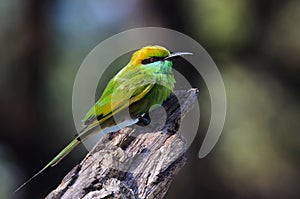 Green bee eater