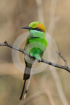 The Green Bee-eater.