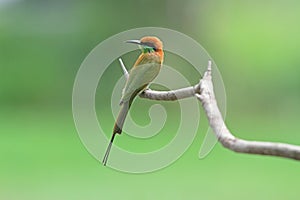 Green Bee-eater