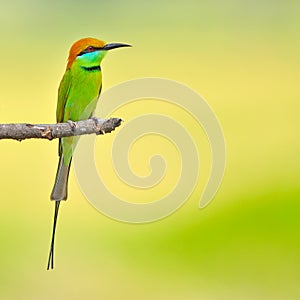 Green bee-eater