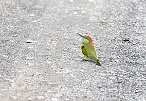 Green Bee-eater