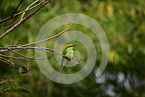 Green bee eater