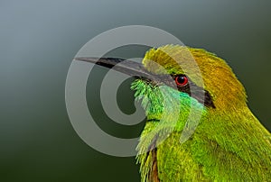 Green bee eater bird