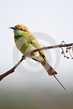 Green Bee Eater Bird