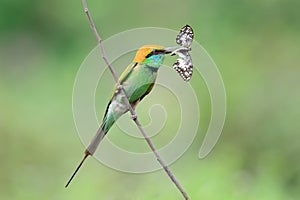 Green Bee Eater Bird