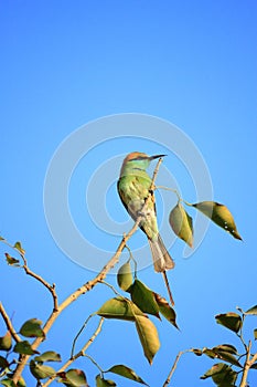 Green Bee Eater Bird with Blue Sky in New Delhi, India