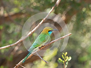 A green bee-eater bird with blurred background perched in the jungle in Sri Lanka