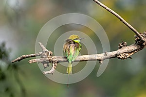 Green bee-eater bird perched on a branch