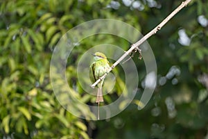 Green bee-eater bird perched on a branch