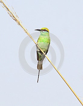 Green bee eater bird