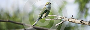 Green bee-eater bird watching over the forest