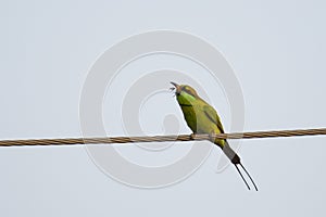 Green Bee-Eater Catching a Bee