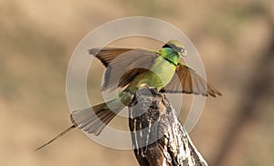 The green bee-eater cathed prey photo