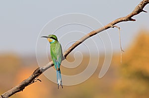 Green Bee-eater - Colorful Bird Background - Minimalism and Simplistic Beauty