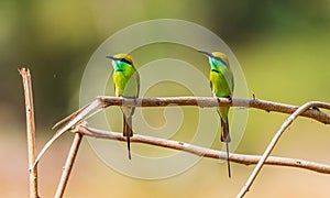 Green bee eater couple on branch