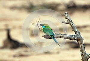 Green Bee-eater with Dragonfly