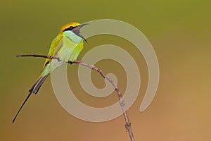 Green bee eater with insect