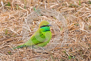 Green bee-eater or little green bee-eater Merops orientalis