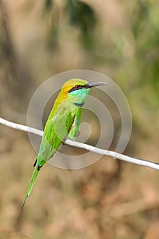 Green bee-eater Merops orientalis