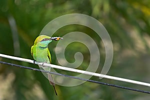 Green bee-eater Merops orientalis