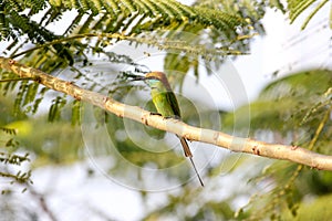 Green Bee-eater Merops orientalis