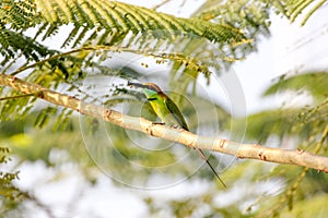 Green Bee-eater Merops orientalis