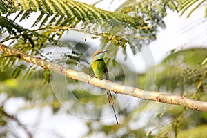 Green Bee-eater Merops orientalis