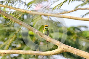 Green Bee-eater Merops orientalis