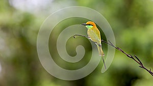 Green Bee-eater Merops orientalis