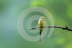 Green bee eater or Merops orientalis bird portrait in natural green background perched on a branch at keoladeo national park or