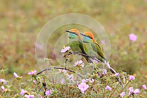 Green Bee-eater : Merops orientalis