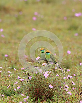 Green Bee-eater : Merops orientalis