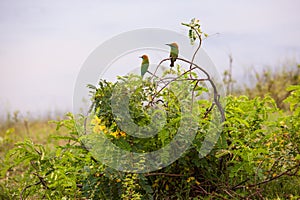 Green bee-eater Merops orientalis perching