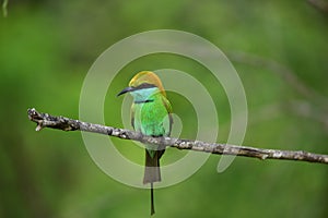 Green bee-eater