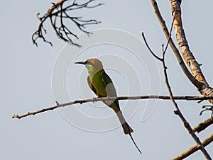 Green Bee eater perched on a dead branch