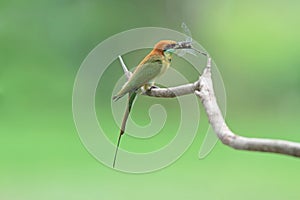 Green Bee-eater with prey