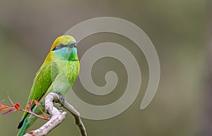 Green bee eater - Sharp stare.