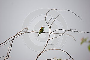 Green bee-eater. sitting alone on stem of thrtons.