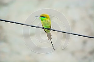 Green Bee Eater