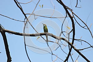 Green Bee-eater