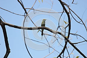 Green Bee-eater
