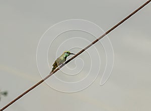 Green bee eater, small bird perching dangerously on a electric wire waiting to catch its prey. photo
