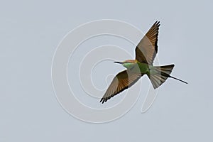 Green bee eater soaring through the sky, its wingspan silhouetted against the treetops below