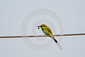 Green Bee-Eater with Struggling Bee