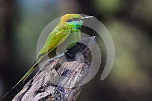 green bee eater thol bird sanctuary