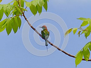 Green Bee - eater