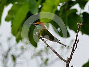 Green Bee - eater
