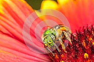 Green bee on a red flower