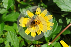 Green bee on sphagneticola flower in the garden, closeup