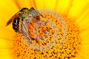 Green bee on yellow flower
